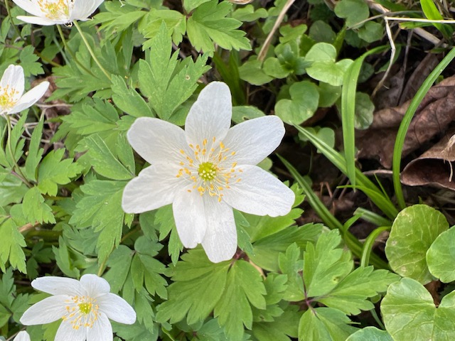 Anemone nemorosa (Wood anemone)