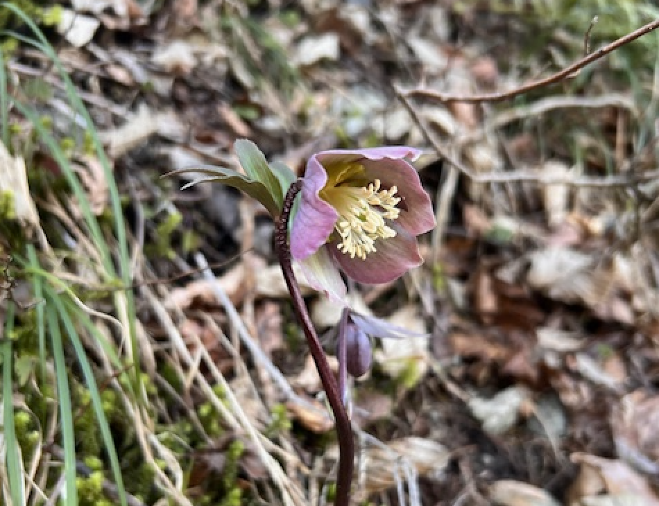 Helleborus purpurascens (Purple hellebore)